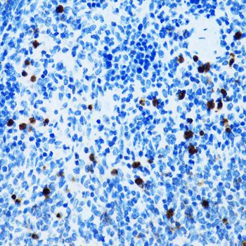 Immunohistochemistry - SPN antibody (144-06412)