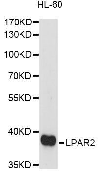 Western blot - LPAR2 antibody (144-60810)