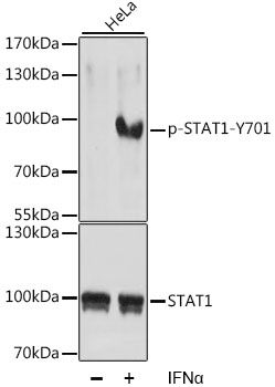 Western blot