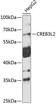 Western blot