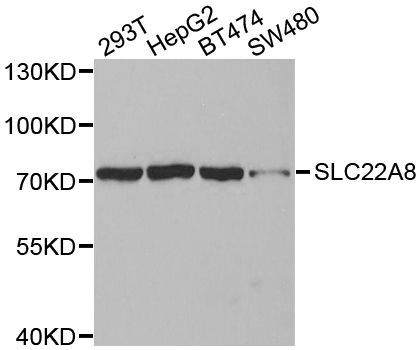 Western blot - SLC22A8 antibody (144-03119)