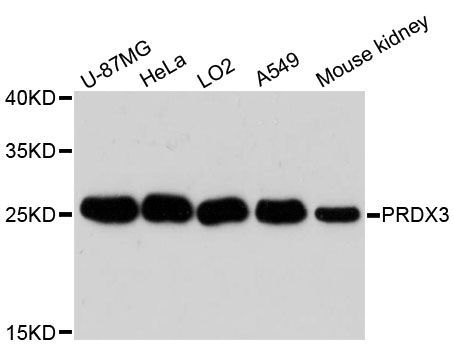 Western blot - PRDX3 antibody (144-013074)