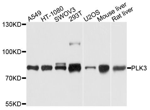 Western blot - PLK3 antibody (144-08674)