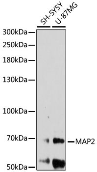 Western blot