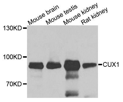 Western blot - CUX1 Polyclonal Antibody (144-02213)