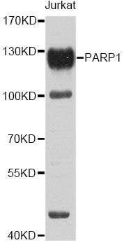 Western blot - PARP1 Polyclonal Antibody (144-60002)