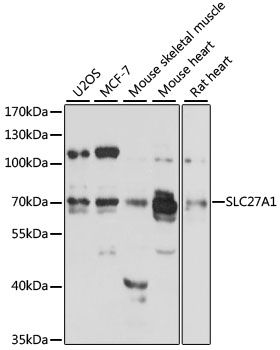 Western blot