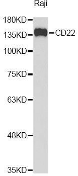 Western blot - CD22 Polyclonal Antibody (144-05790)