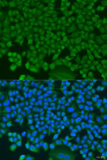 Immunofluorescence - HS1BP3 antibody (144-08250)