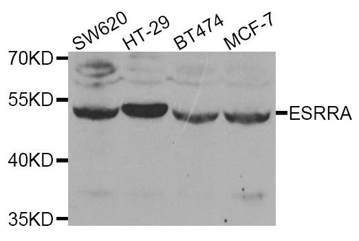 Western blot - ESRRA antibody (144-01798)