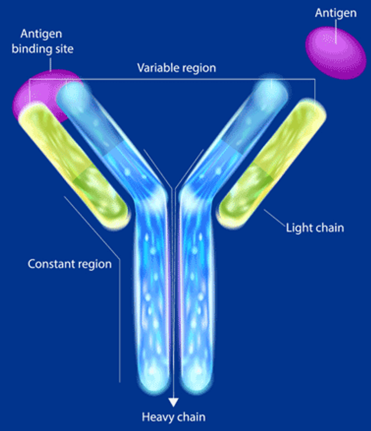 Structure of an antibody