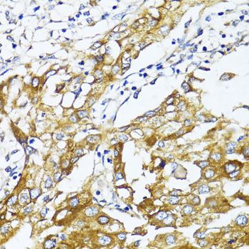 Immunohistochemistry - SLC2A4 antibody (144-07637)