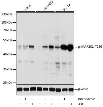 Western blot - Phospho-MAP2K1-T286 pAb (144-50065)