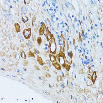 Immunohistochemistry - PSRC1 antibody (144-05484)