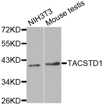 Western blot - EPCAM Polyclonal Antibody (144-01177)