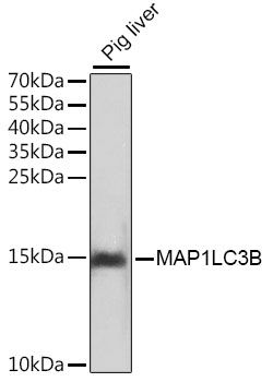 Western blot - MAP1LC3B Polyclonal Antibody (144-07198)