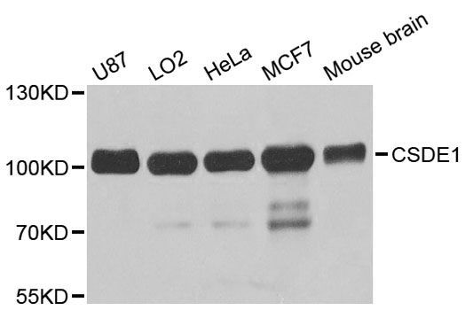 Western blot - CSDE1 antibody (144-05941)
