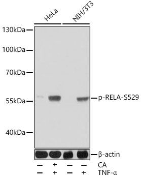 Western blot