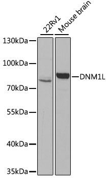 Western blot - DNM1L Polyclonal Antibody (144-02586)