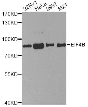 Western blot - EIF4B Polyclonal Antibody (144-05405)