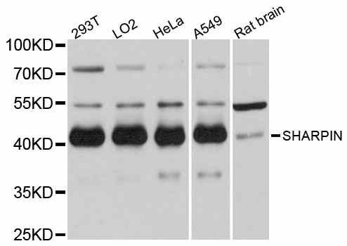Western blot - SHARPIN antibody (144-012240)