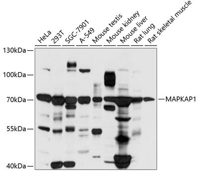 Western blot