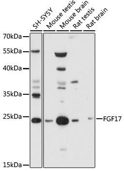 Western blot