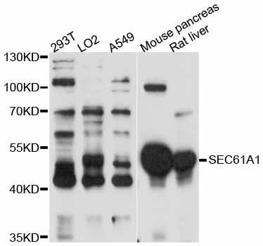 Western blot - SEC61A1 antibody (144-011658)