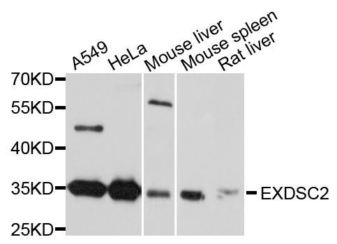 Western blot - EXOSC2 Polyclonal Antibody (144-10450)