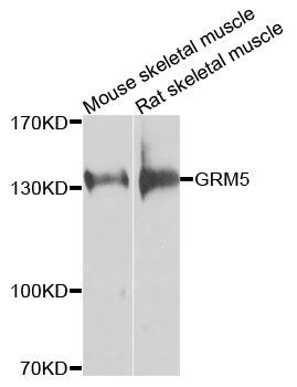 Western blot - GRM5 antibody (144-09819)