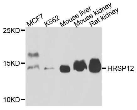 Western blot - HRSP12 antibody (144-04392)