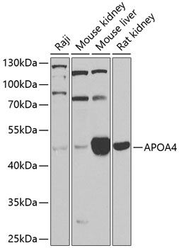 Western blot