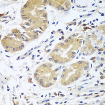 Immunohistochemistry - CFD antibody (144-08117)