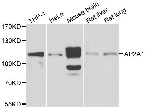 Western blot - AP2A1 antibody (144-06863)