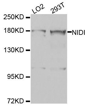 Western blot - NID1 antibody (144-08349)