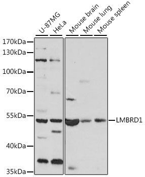Western blot - LMBRD1 antibody (144-61251)