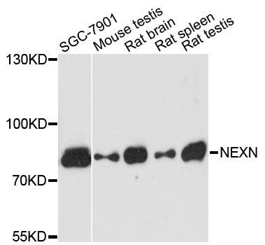 Western blot - NEXN antibody (144-013136)