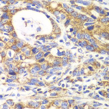 Immunohistochemistry - GLUD2 antibody (144-06604)