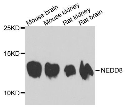 Western blot - NEDD8 antibody (144-01163)