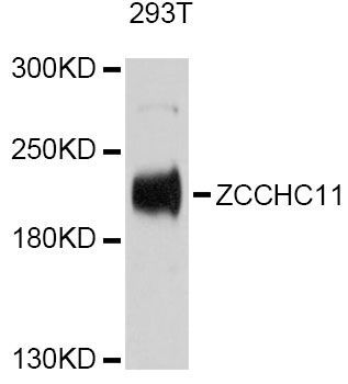 Western blot - ZCCHC11 Antibody (144-61429)