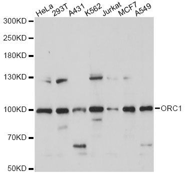 Western blot - ORC1 antibody (144-60780)