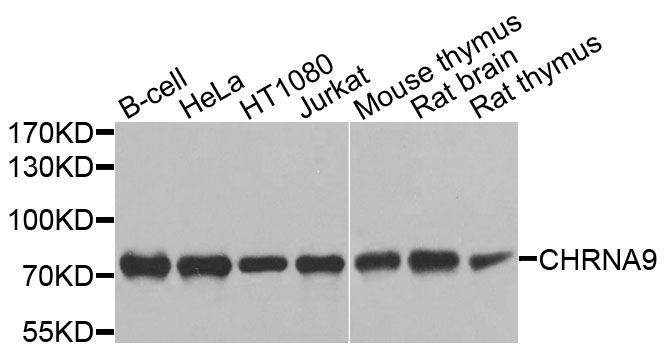 Western blot - CHRNA9 antibody (144-09975)