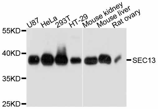 Western blot - SEC13 antibody (144-11613)