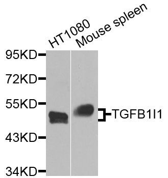 Western blot - TGFB1I1 Polyclonal Antibody (144-08459)