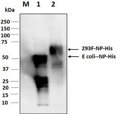 Western blot analysis for 130-10831
