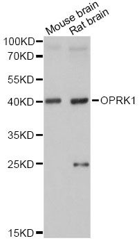 Western blot - OPRK1 Polyclonal Antibody (144-60557)