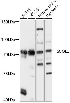 Western blot