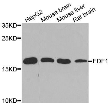 Western blot - EDF1 Polyclonal Antibody (144-02283)