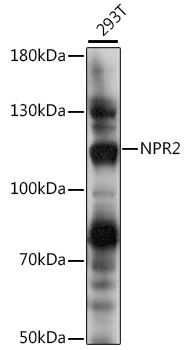 Western blot