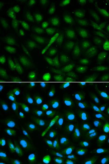 Immunofluorescence - AHSG antibody (144-01647)